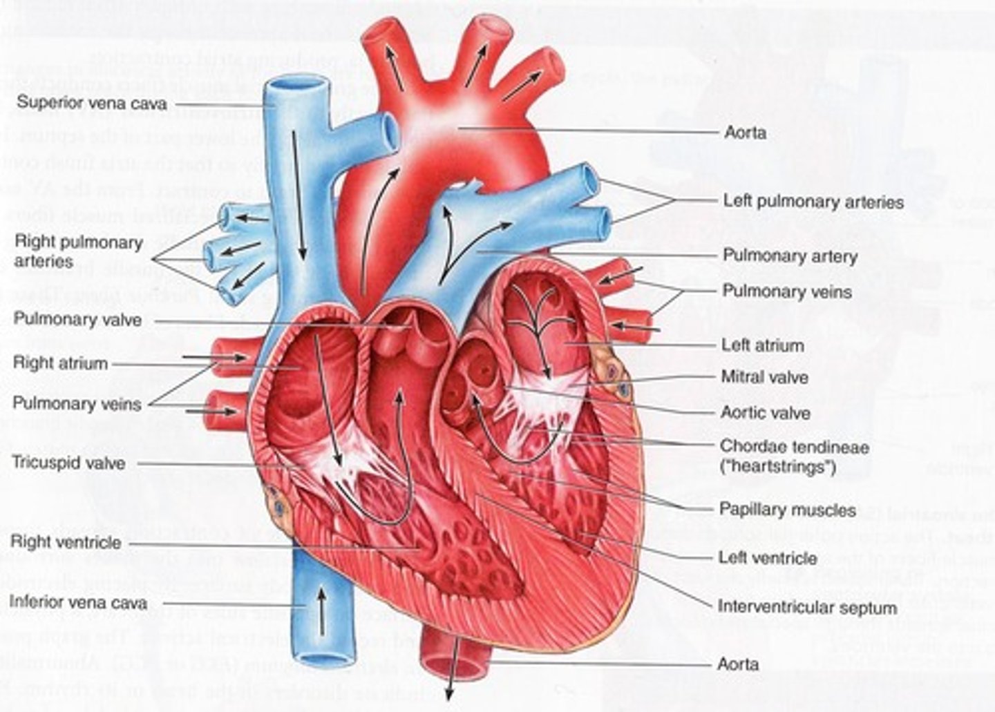 <p>- left atrium</p><p>- right atrium</p><p>- left ventricle</p><p>- right ventricle</p><p>- ventricular septum</p><p>- superior vena cava</p><p>- inferior vena cava</p><p>- aorta</p><p>- tricuspid valve</p><p>- pulmonary valve</p>