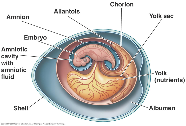 <ul><li><p><u>amnion</u>: surrounds embryo; holds amniotic fluid in which embryo sits</p></li><li><p><u>chorion</u>: surrounds embryo and yolk; functions in gas exchange</p></li><li><p><u>allantois</u>: sac growing from embryo that fuses with chorion for gas exchange and stores uric acid (waste) produced by the embryo</p></li><li><p><u>yolk sac</u>: vascularize membrane around yolk; aids in absorption of nutrients from yolk </p></li></ul><p></p>