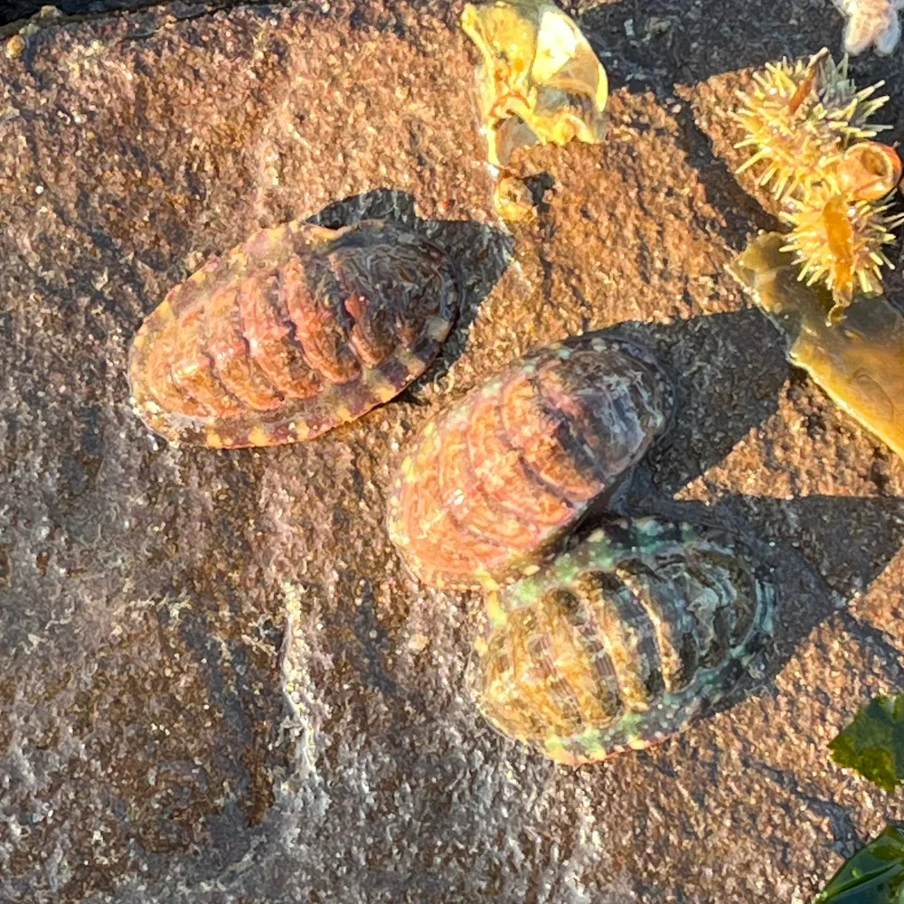 <p>Red Chiton</p>