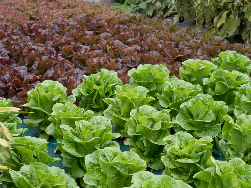 <p>Lactuca sativa</p>