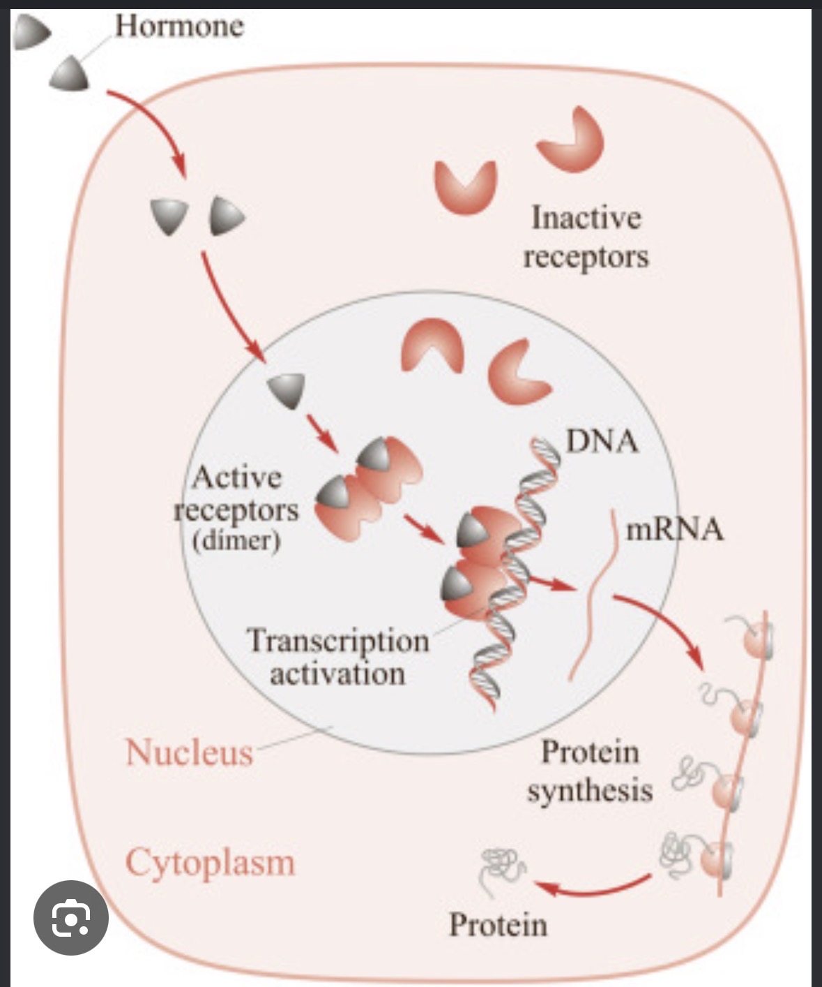 <p>One function of the proteins in the cell membrane Is to:</p>