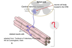 <p>A given motor neuron and all of the muscle fibers (muscle cells) it controls</p>