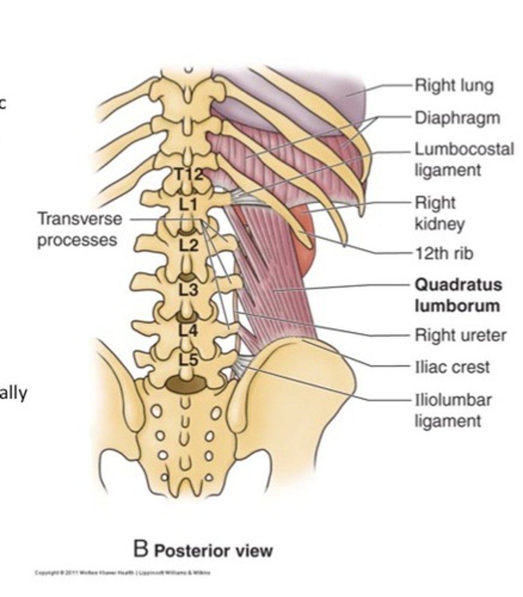 <p>what is the quadratus lumborum muscle lateral to? what does it form?</p>