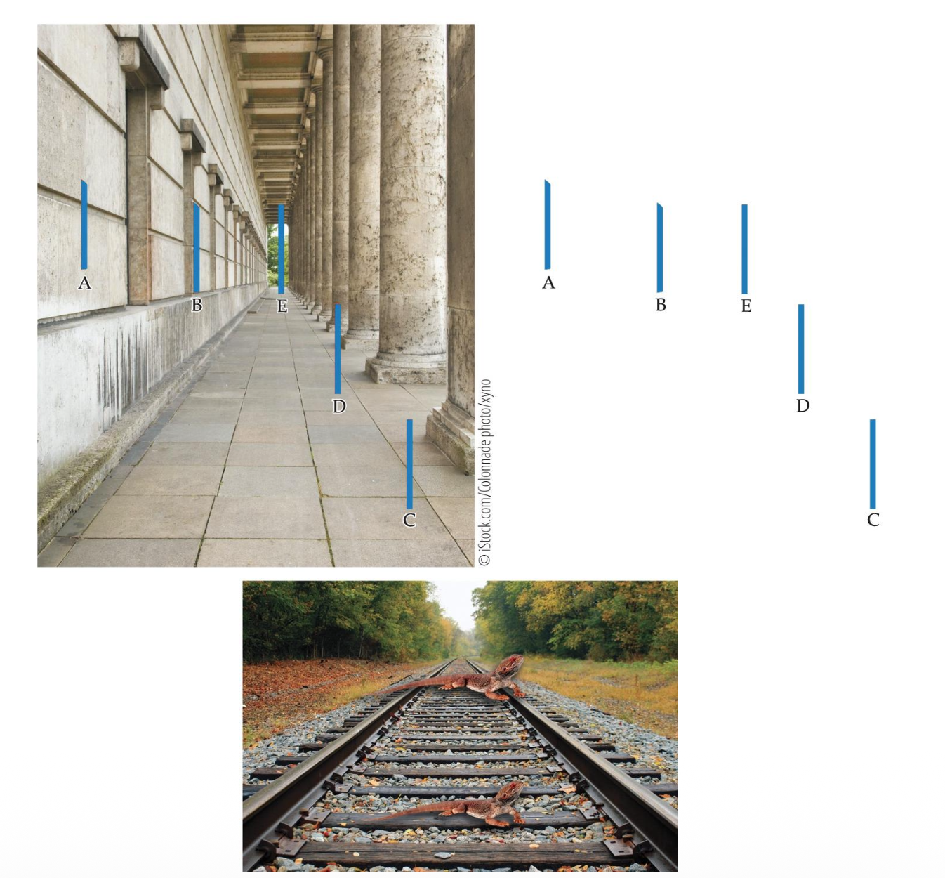 <p><u>Combining Depth Cues: Illusions</u></p><p>Ponzo Illusion</p><p class="p2">• Linear perspective: converging lines mimic depth (railroad tracks, roads).</p><p class="p2">• Relative height &amp; size: higher objects seem farther away.</p><p class="p2">• Texture gradients: fine detail fades into distance.</p><p class="p2">• Brain interprets upper bar as <u>closer/farther</u> → must be <u>smaller/larger</u> in reality.</p><p class="p2"><span style="color: rgb(107, 250, 111);">(Basically, The upper bar is interpreted as farther away because of converging lines and height cues. But both bars have the same retinal size. Brain concludes: “If the upper bar is farther, it must be larger in reality” → it appears bigger. Big takeaway: The Ponzo illusion shows that your brain combines multiple depth cues automatically—sometimes leading to misperceptions).</span></p>