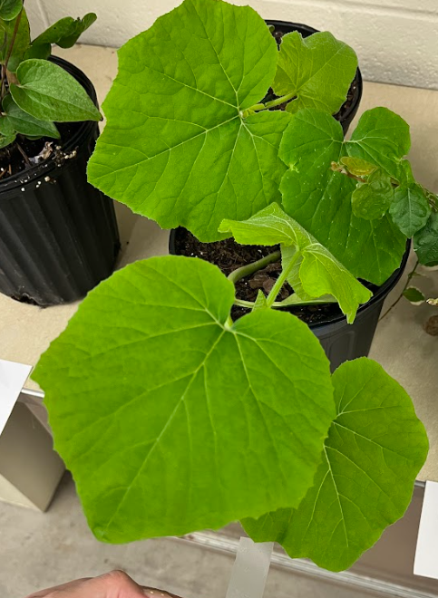 <ul><li><p>entire plant is pubescent</p><ul><li><p>scratchy leaf</p></li></ul></li><li><p>male and female flower on same plant but not perfect </p></li><li><p>alternate arrangement</p></li></ul><p></p>