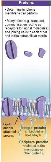 <p>Allow cell communication with the environment<br>Most have specialized membrane functions</p><p>-float freely</p><p>-tethered to intracellular structures</p><p>Two types:</p><p>-integral proteins</p><p>-peripheral proteins</p>