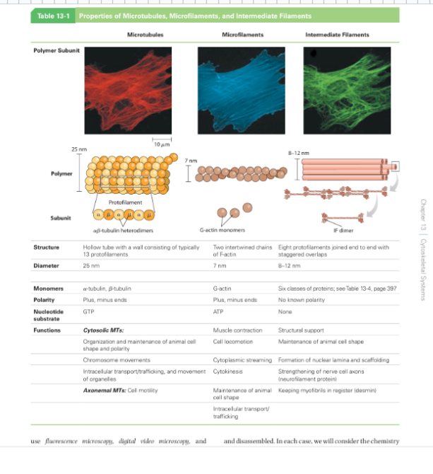 <p><span style="background-color: transparent;"><strong>&nbsp;Three Filament Networks of the Cytoskeleton</strong></span></p>