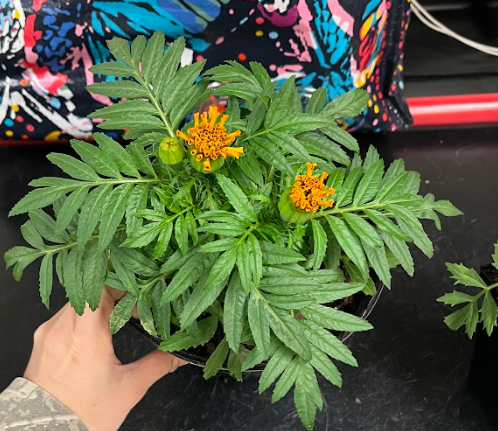 <ul><li><p>ever blooming flower</p><ul><li><p>small flower</p></li></ul></li><li><p>very distinct foliage</p></li></ul><p></p>