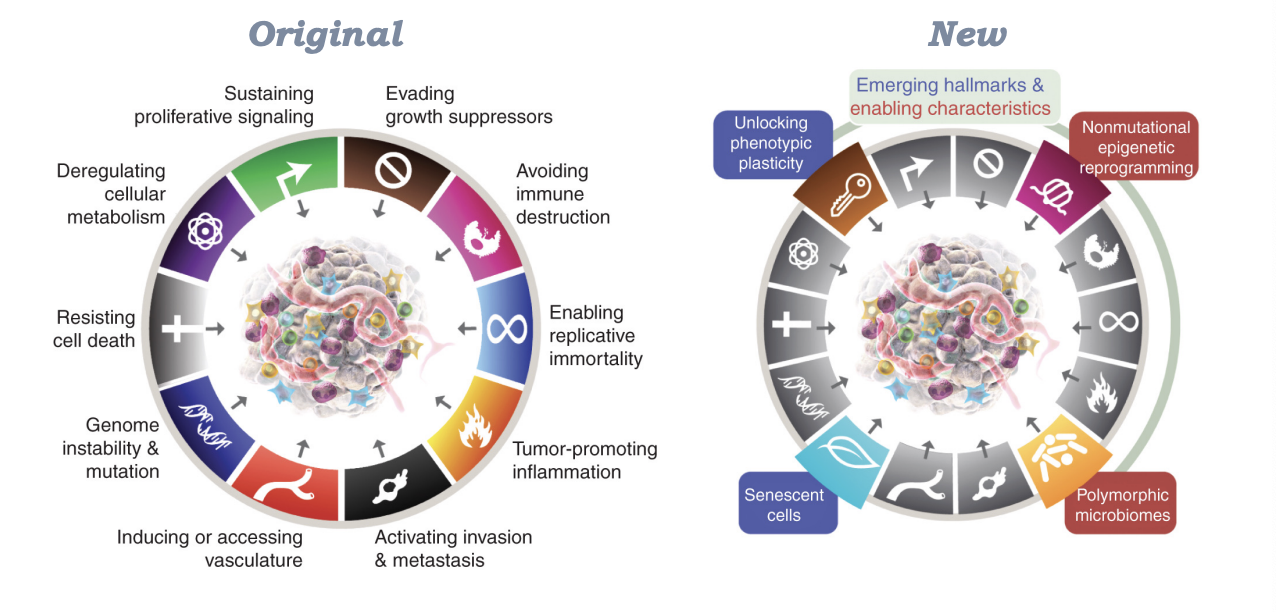 <p>sustaining proliferative signaling, deregulating cellular metabolism, resisting cell death, genome instability and mutation, inducing or accessing vasculature, activating invasion and metastasis, tumor-promoting inflammation, enabling replicative immortality, avoiding immune destruction, evading growth suppressors, unlocking phenotypic plasticity, non mutational epigenetic reprogramming, senescent cells, polymorphic microbiomes</p>