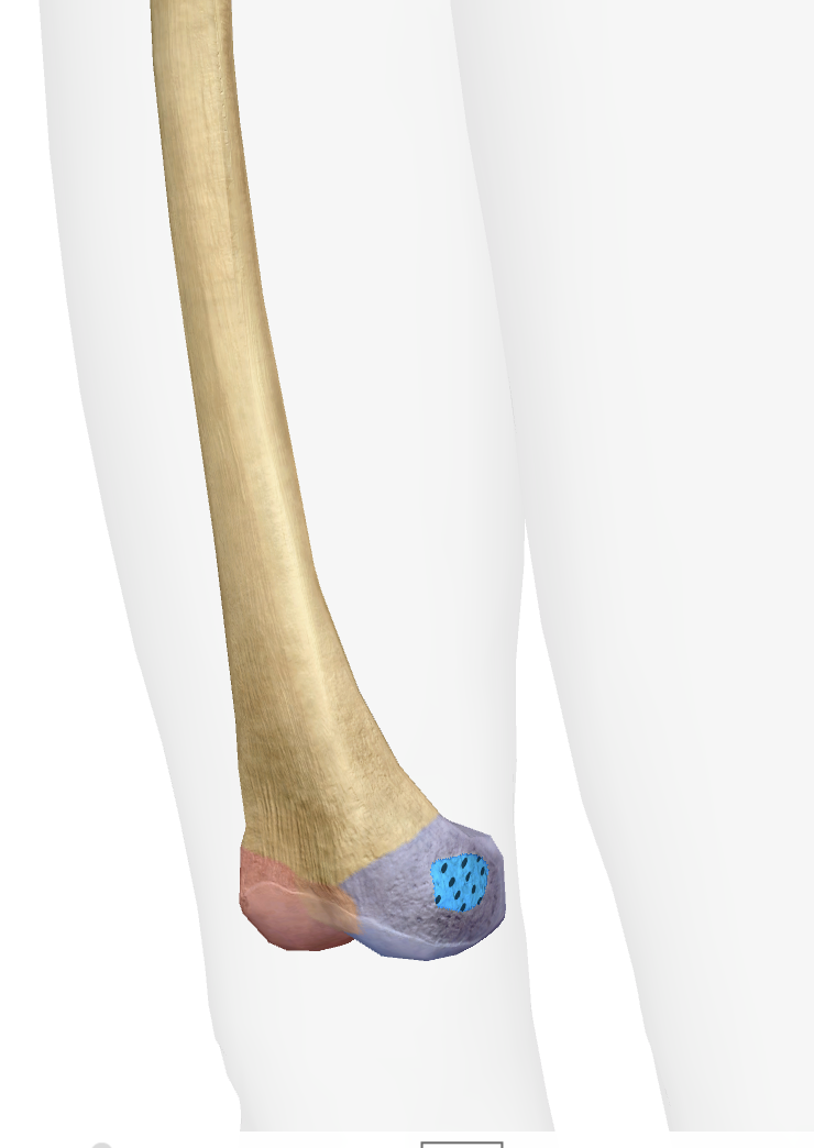 <p>What is this part of the femur </p>