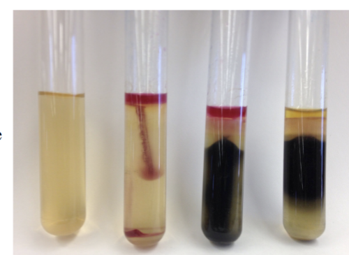 <ul><li><p>ACTUALLY ADD = chloroform + Kovac’s (chlorfomr to solubilize media)</p></li><li><p>Positive</p><ul><li><p>H2S = dark precipitate of iron sulfide</p></li><li><p>Tryptophanase/ Indole = red ring at top of media</p></li><li><p>Motility = growth radiating from red line</p></li></ul></li><li><p>Negative = none of those/ opposite of those</p></li></ul><p></p>