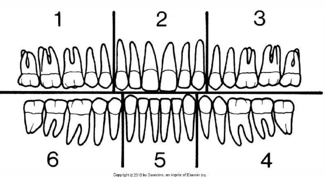 <p>maxillary</p><p><strong>Q1,</strong><em> Q2</em>, <em><u>Q3</u></em></p><p>mandibular </p><p><strong>Q6</strong>, <em>Q5,</em> <em><u>Q4</u></em></p>