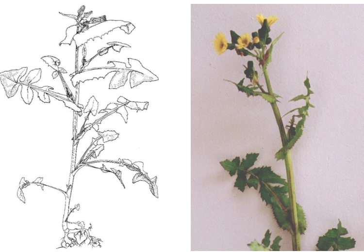 <p><strong>Plant family:</strong> Asteraceae<br><strong>Life cycle:</strong> Annual<br><strong>Key persistence / spread:</strong> Large quantities of wind‑dispersed seed<br><strong>Farming systems:</strong> Pastures, arable crops, waste areas</p><p><strong> How to identify</strong></p><p>It is a fast‑growing, soft‑stemmed annual that typically establishes in spring and summer where light reaches bare soil. It grows rapidly and can reach over one metre tall if left ungrazed or uncut.</p><p>Stems are hollow, soft, and easily snapped, and when broken release a milky white sap, which is an important identification feature across the Asteraceae family. Leaves are bluish‑green, thin, and relatively soft compared with true thistles. They clasp the stem, forming ear‑like lobes around it, but lack hard spines.</p><p>Leaves are irregularly lobed with rounded margins rather than sharp points. The plant has a lax, floppy appearance compared to Scotch or Californian thistles.</p><p>Flowers are yellow and dandelion‑like but occur in clusters at the tops of branches rather than singly. After flowering, large numbers of light, fluffy seeds are produced and dispersed long distances by wind.</p><p>Often confused with dandelion, but dandelion has no stem leaves, flowers on single hollow stalks, and a basal rosette only.</p>