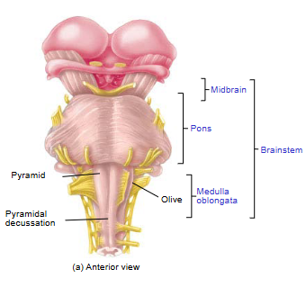 <p>Involved in communication between the cerebrum and cerebellum</p>