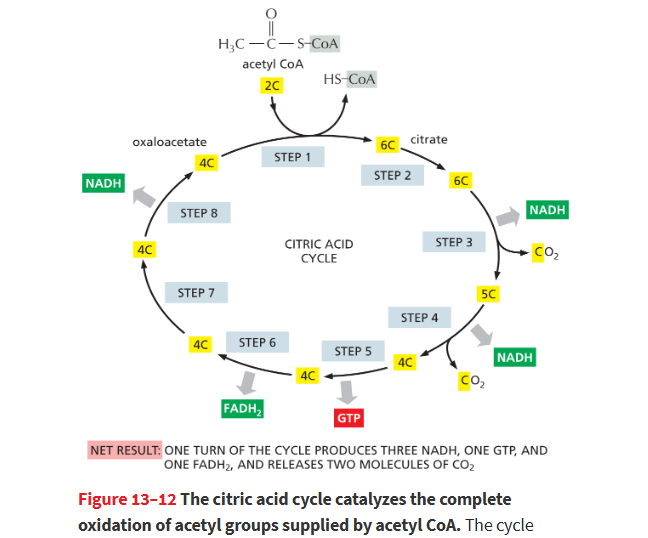 <p>Oxygen is required for NADH to hand off its electrons, so as to regenerate the NAD+ that is needed to keep the citric acid cycle going.</p><ul><li><p><strong>O2 will be the FINAL electron acceptor!</strong> and produces water</p></li></ul><p></p>