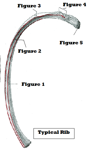 <p>Bony Landmarks of the Ribs</p>