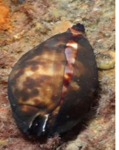 <p>MOLLUSCA Black cowrie</p>