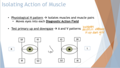 <p>Where does the physiological H pattern move the eyes?</p>