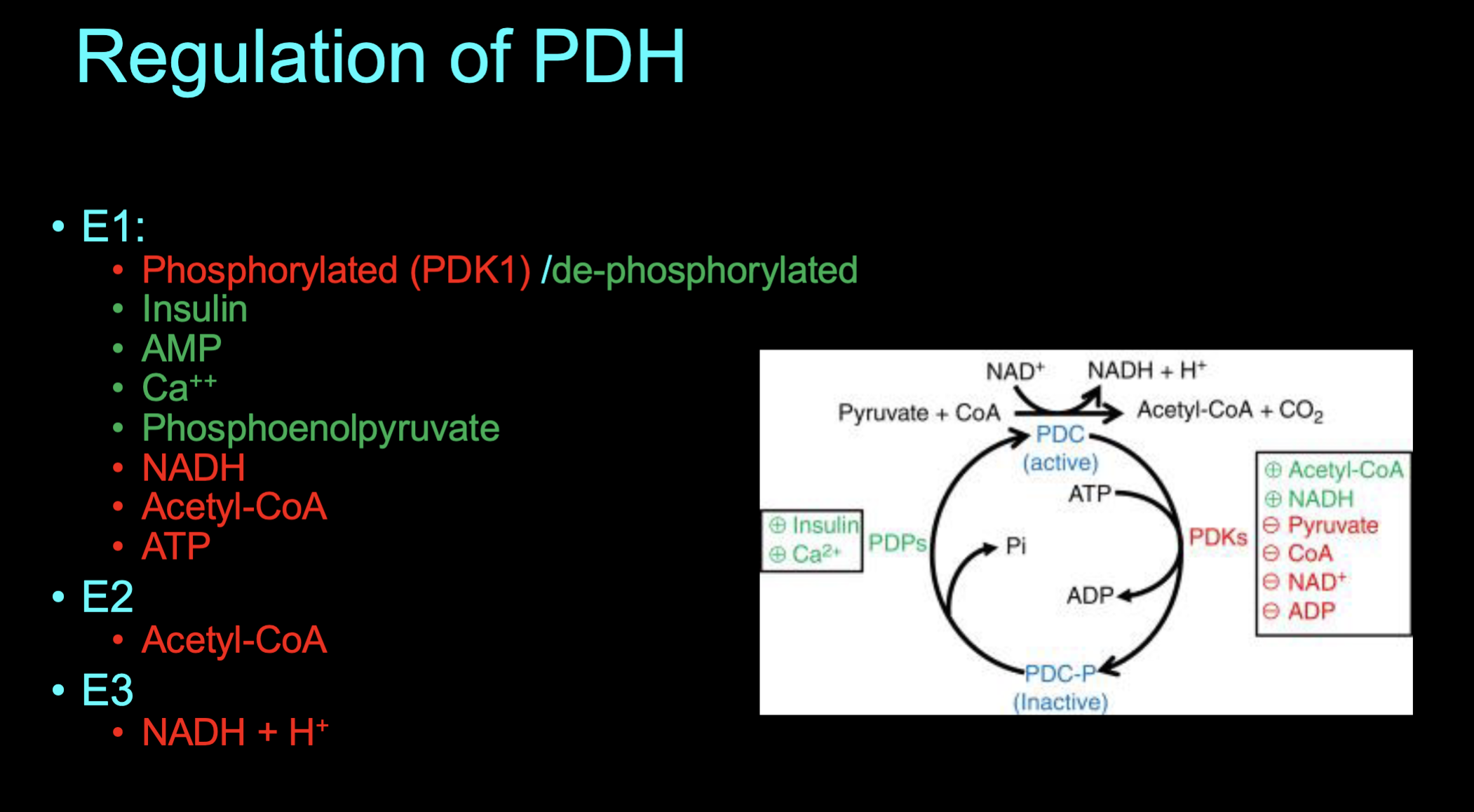 <p>Explain the reasons behind each regulation (red = inhibition, green = activation)</p>