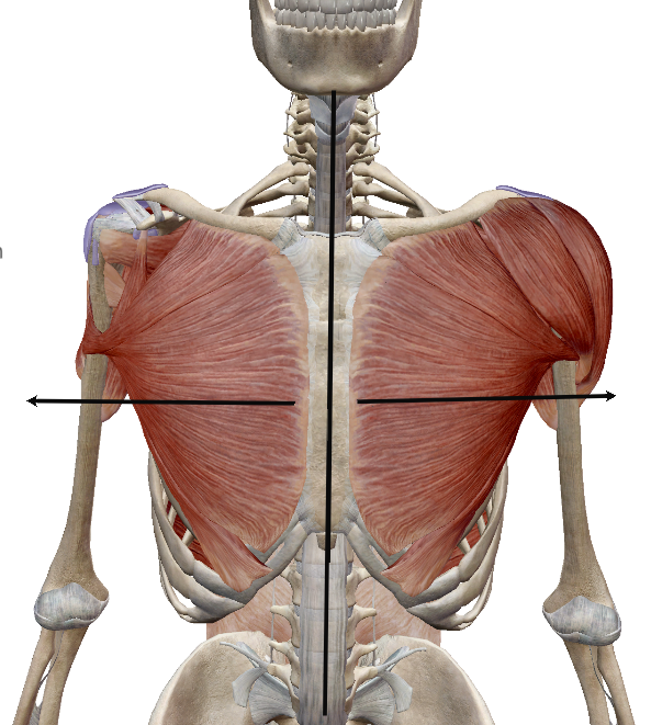 <p>Further away from the midline.</p>