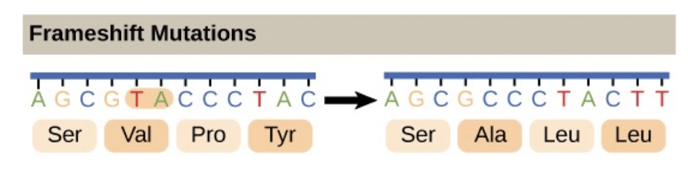 <p>-Result from insertions or deletions of nucleotide</p><p>-Loss or addition of nucleotide causes shift in reading frame</p><p>-Frame of triplet reading during translation is altered</p><p>-Altered triplets may code for stop codon (UAA, UAG, UGA)</p>