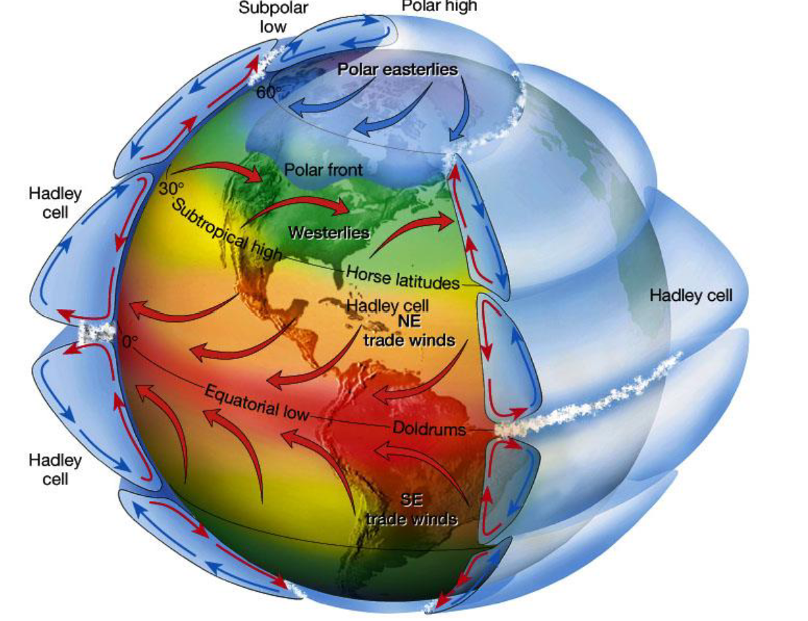 <ul><li><p>the polar easterlies powered by cold air from the poles descending and warming up so that it then moves up again to form the <strong>polar cell</strong></p></li><li><p>prevailing westerlies powered by being in between the polar and Hadley cell receive dry air forming deserts forming the <strong>Ferrel cell</strong></p></li><li><p>Tradewinds powered by the heating of the earth around the tropics form the <strong>Hadley cell</strong></p></li></ul><p>*3 dimensional</p>