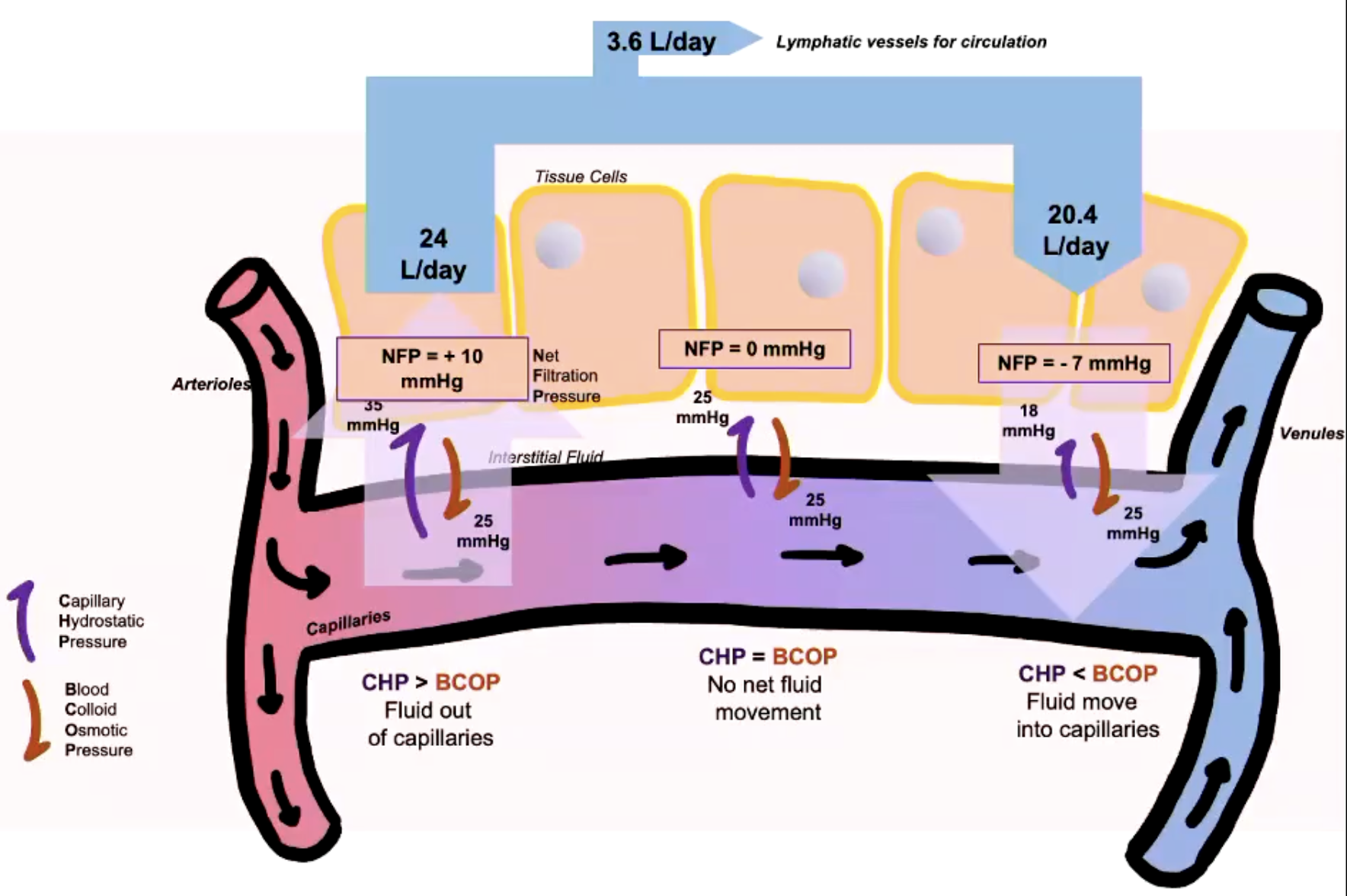 <p>Driven by opposing pressure gradients:</p><ul><li><p>Capillary Hydrostatic Pressure = blood pressure of capillaries</p></li><li><p>Blood Colloid Osmotic Pressure = due to presence of proteins in blood</p></li></ul><p></p><p>CHP > BCOP = fluid out of capillaries</p><p>CHP = BCOP = no net fluid movement</p><p>CHP < BCOP = fluid moves into capillaries</p><p></p>