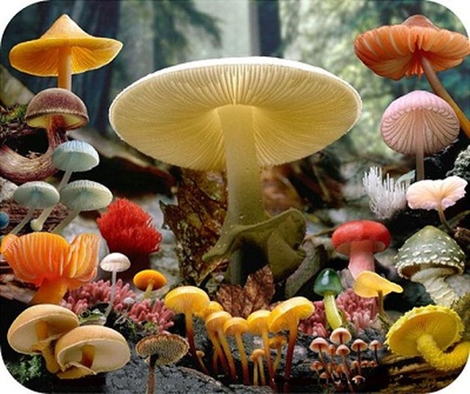 <p>A eukaryote that feeds by saprotrophic nutrition (e.g. Mucor, yeast).</p>