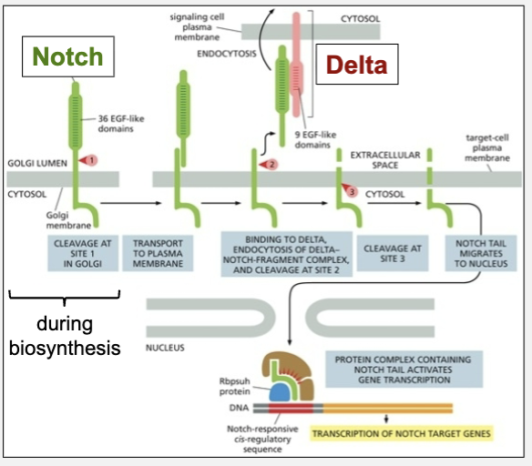 <ul><li><p>triggers proteolysis of Notch releasing a gene regulatory fragment</p></li></ul><p></p>