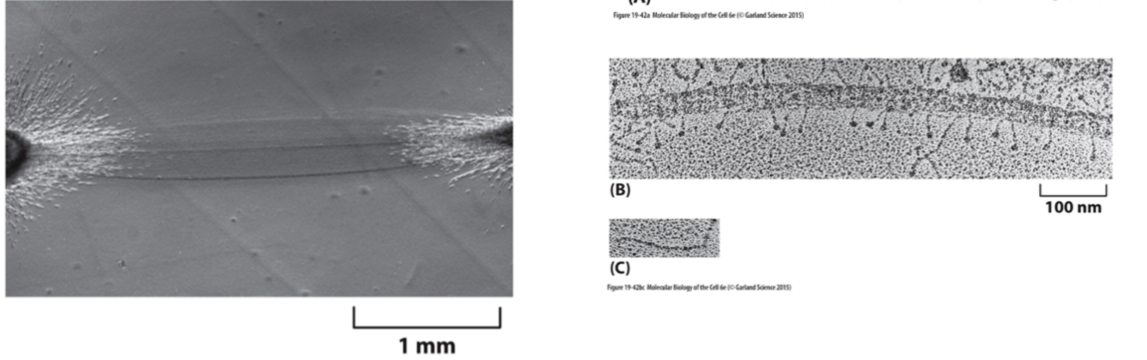 <p>Nej, den samme kollagentype kan organiseres <strong>meget forskelligt</strong> afhængigt af vævet.</p>