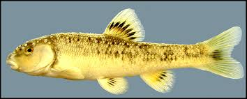 <p>Campostoma anomalum</p><p>Body moderately stout</p><p>Brownish with rounded fins</p><p>Bluntly rounded snout and protrudes past sub-terminal mouth</p><p>White lips</p><p>Dark scales on back</p><p>Ring around dorsal fin</p>