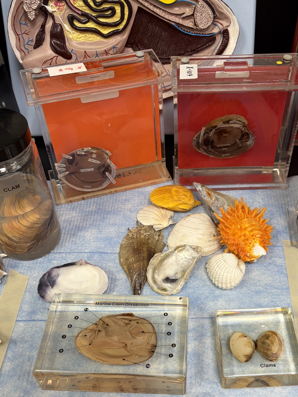 <p>What are these?</p>