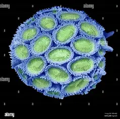 <p>4 μm</p>
