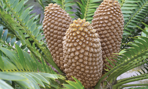 <p><span>phylum Cycadophyta</span></p><ul><li><p><span>Resemble palms or ferns with finely divided leaves that grow in clusters at the top of the stem</span></p></li><li><p><span>Pollen or seed cones also at the top of the stem</span></p></li><li><p><span>slow rate of growth puts them in danger of extinction </span></p></li></ul><p></p>