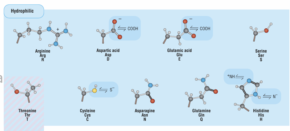 <p>Arginina (Arg, R), Aspartato / ácido aspártico (Asp, D), Glutamato / ácido glutámico (Glu, E), Serina (Ser, S), Cisteína (Cys, C), Asparagina (Asn, N), Glutamina (Gln, Q) e Histidina (His, H)</p>