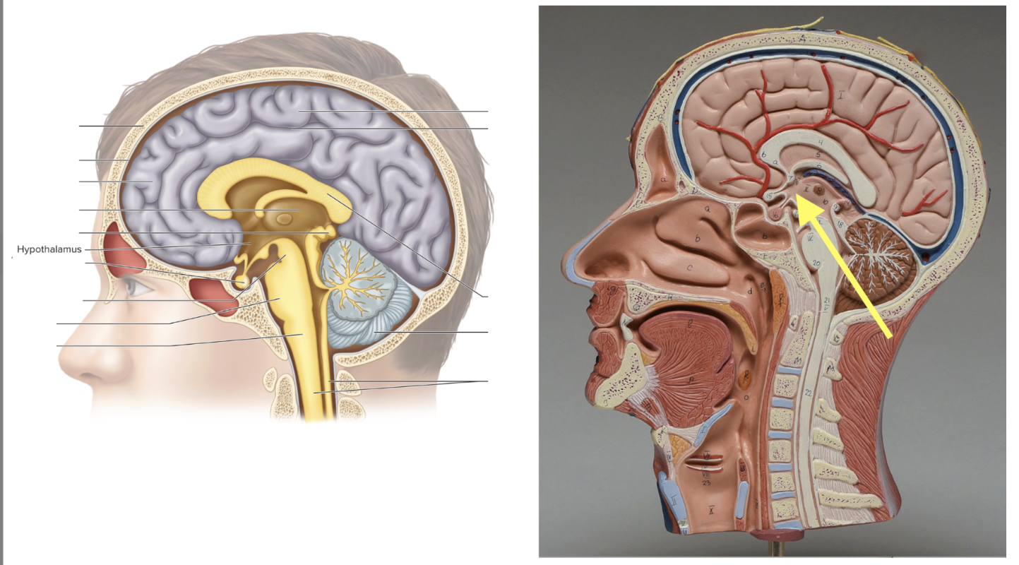 <p><strong>Function:</strong> Controls pituitary (releasing hormones)</p>