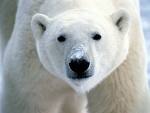 <p>endangered</p>