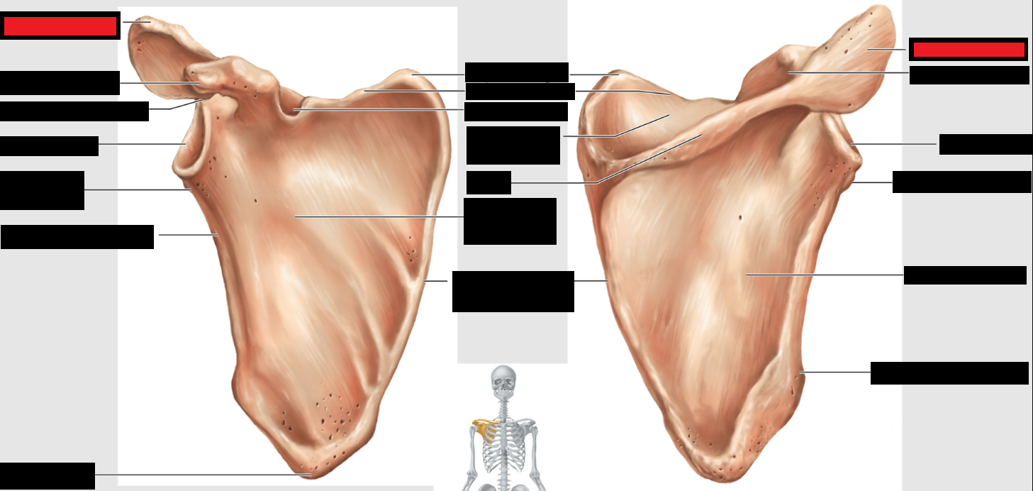 <p>Which part of the scapulae is this?</p>