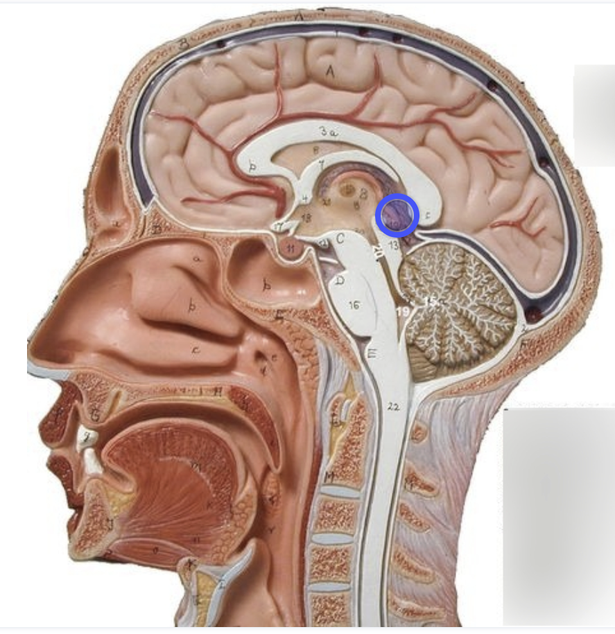 <p><strong>Function:</strong> Secretes melatonin (sleep cycle)</p>