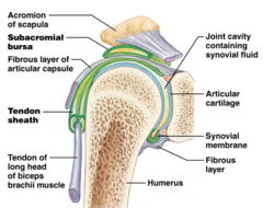 <p>Sacs of synovial fluid located between ligaments, muscles, bones, or tendons to reduce friction.</p>