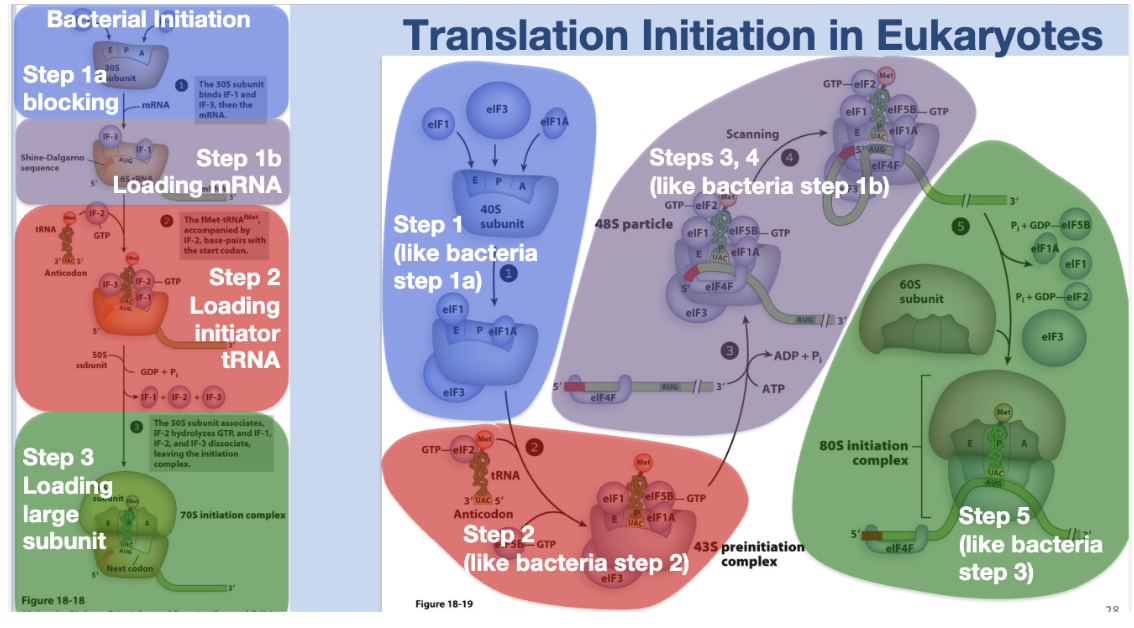 <p>Translation initiation in Eukaryotes</p>