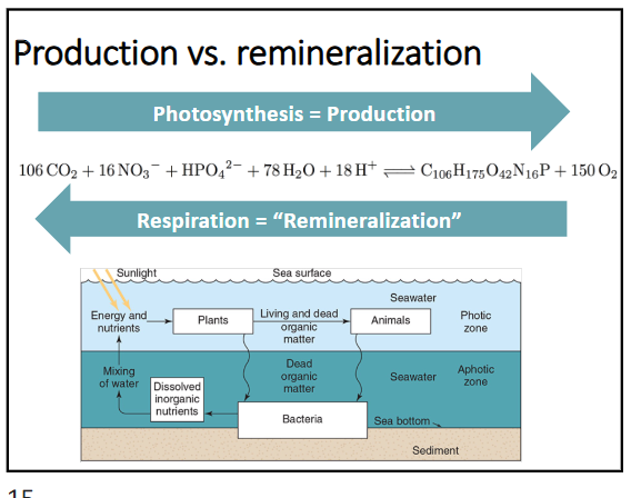 <p>respiration = “remineralization” of byproducts (cellular respiration), occurs in the aphotic zone</p><p>photosynthesis = “production”, occurs in the photic zone</p>