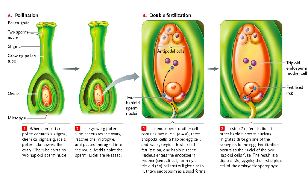 <p>Archaeplastida: Plantae: Tracheophyta: Spermatophyta: <strong>Angiospermae (7.2: growth of pollen tube and 2x fertilization) </strong></p>