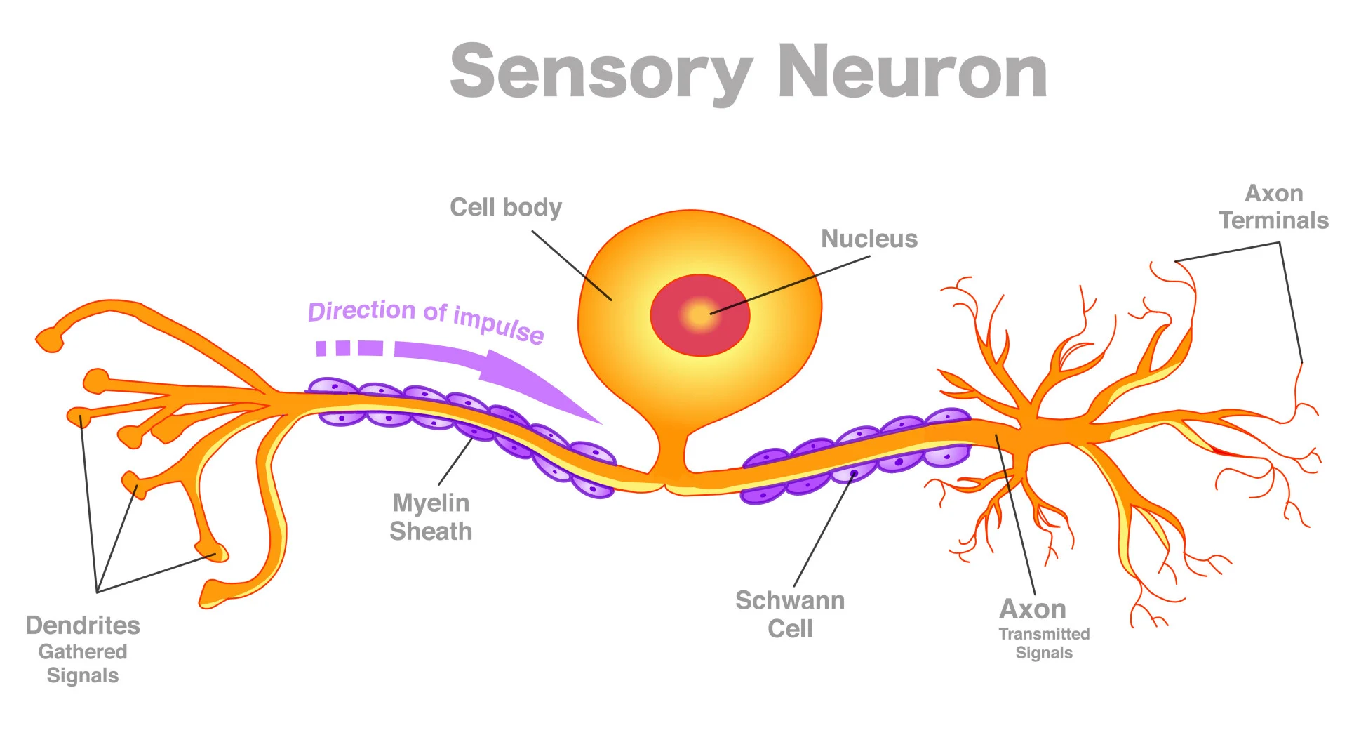 <ul><li><p>carry nerve impulses from sensory receptors (PNS) to the CNS (brain + spinal cord)</p></li><li><p>Sensory receptors found in various locations in the body</p></li><li><p>Sensory neurons convert information from these receptors into neural impulses</p></li><li><p>When these impulses reach the brain, they’re translated into sensations so that the organism can react appropriately</p></li><li><p>Some of the neurons terminate in the spinal cord which allows reflex actions to occur quickly without the delay of sending impulse to the brain</p></li><li><p>Structure: Cell body in the middle off to one side, long dendrites and axons</p></li></ul><p></p>