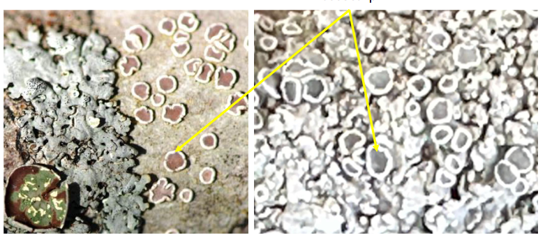 <p>fungus reproductive structure in lichenn</p>