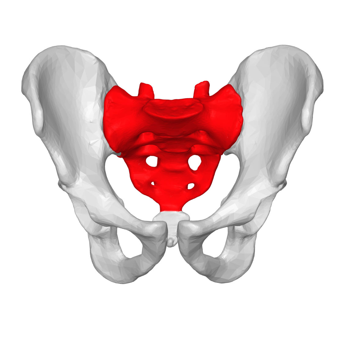 <p>what piece of the spine is this?</p>