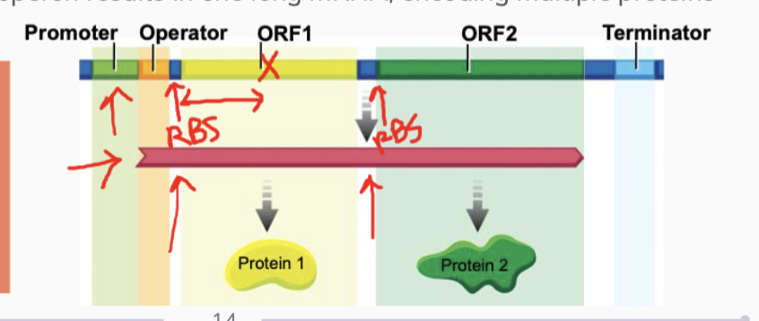 <p>A region of DNA where a regulatory protein binds. It sometimes overlaps a bit with the promoter. </p>