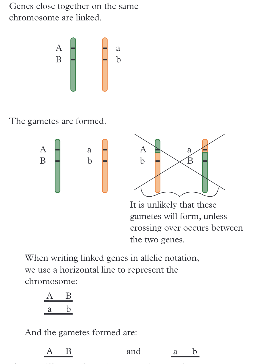 <ul><li><p><span>Written together (grouped) to show they sit on the same chromosome</span></p></li></ul><ul><li><p><span>A slash separates the two homologous chromosomes, e.g. <strong>AB/ab</strong> — showing one chromosome carries A and B together, and its homolog carries a and b together</span></p></li><li><p><span>The arrangement of alleles determines which allele combinations count as "parental" (more common, matching the original arrangement) vs "recombinant" (rarer, arising from crossing over)</span></p></li></ul><p></p>