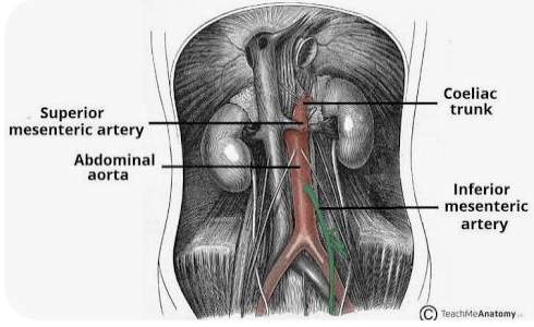<p>Inferior mesenteric artery</p>
