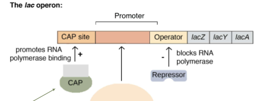 <p>CAP is a transcription factor that activates when there isn’t any glucose around. It is an __ transcription factor. </p>